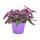 Gynura Purple Passion - Samtblatt - Samtnessel - lilafarbene Pflanze 12cm