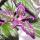 Gynura Purple Passion - Samtblatt - Samtnessel - lilafarbene Pflanze 12cm