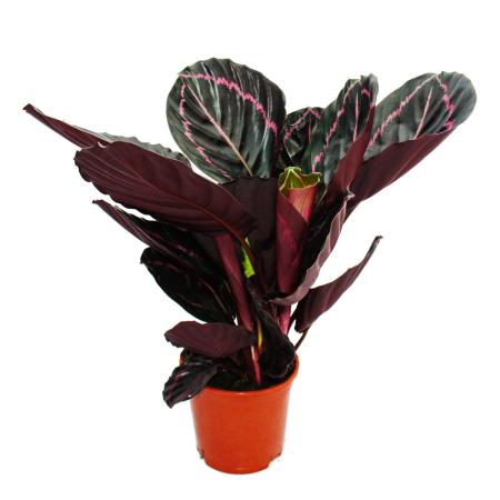 50cm hoch 14cm Topf ca Schattenpflanze mit ausgefallenem Blattmuster Calathea triostar