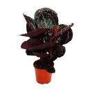 Schattenpflanze mit ausgefallenem Blattmuster - Calathea Dottie - 14cm Topf - ca. 50cm hoch