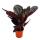 Shadowplant with unusual leafpatterns - Calathea Dottie - 12cm pot -  25-30cm tall