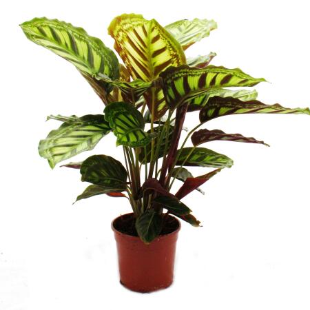 Shadowplant with unusual leafpatterns - Calathea roseapicta - 14cm pot -  45-50cm tall