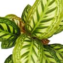 Shadowplant with unusual leafpatterns - Calathea roseapicta - 14cm pot -  45-50cm tall