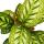 Schattenpflanze mit ausgefallenem Blattmuster - Calathea roseapicta - 14cm Topf - ca. 50cm hoch