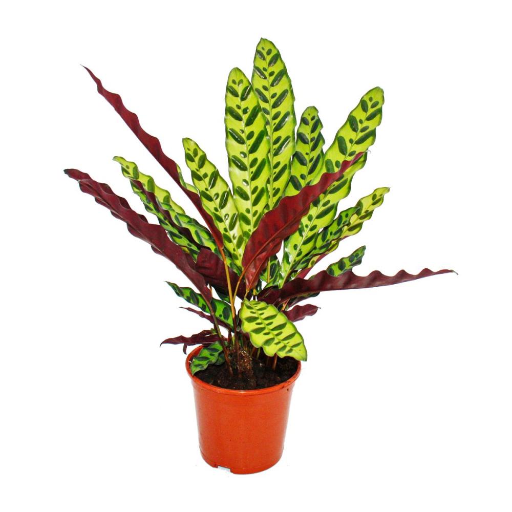 schattenpflanze mit ausgefallenem blattmuster - calathea lancifolia -