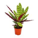 Schattenpflanze mit ausgefallenem Blattmuster - Calathea...