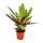 Schattenpflanze mit ausgefallenem Blattmuster - Calathea lancifolia - 14cm Topf - ca. 50cm hoch