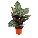 Schattenpflanze mit ausgefallenem Blattmuster - Calathea...