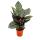 Shadowplant with unusual leafpatterns - Calathea ornata - 14cm pot - 45-50cm tall