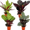 Shadowplant  - Set of 4 different Plants - 14cm pot -...