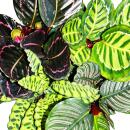 Schattenpflanzen 4er Set - ausgefallenem Blattmuster - Calathea  - ca. 50cm hoch