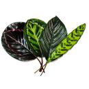 Shadowplant  - Set of 4 different Plants - 14cm pot -  45-50cm tall