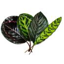 Schattenpflanzen 4er Set - ausgefallenem Blattmuster - Calathea  - ca. 50cm hoch