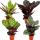 Shadowplant  - Set of 4 different Plants - 14cm pot -  45-50cm tall