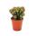 Cereus peruvianus monstr. - Rock cactus - in 8,5 cm pot