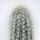 Cleistocactus strausii - Black cohosh - in 8,5 cm pot