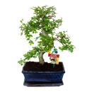 Bonsai Chinesische Ulme - Ulmus parviflora - ca. 8 Jahre