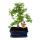Bonsai Chinese elm - Ulmus parviflora - 8 years