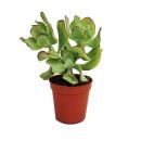 Crassula arborescens - plante de taille moyenne en pot de...