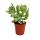 Crassula arborescens - medium size plant in 8.5 inch pot