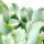 Crassula arborescens - mittelgrosse Pflanze im 8,5cm Topf