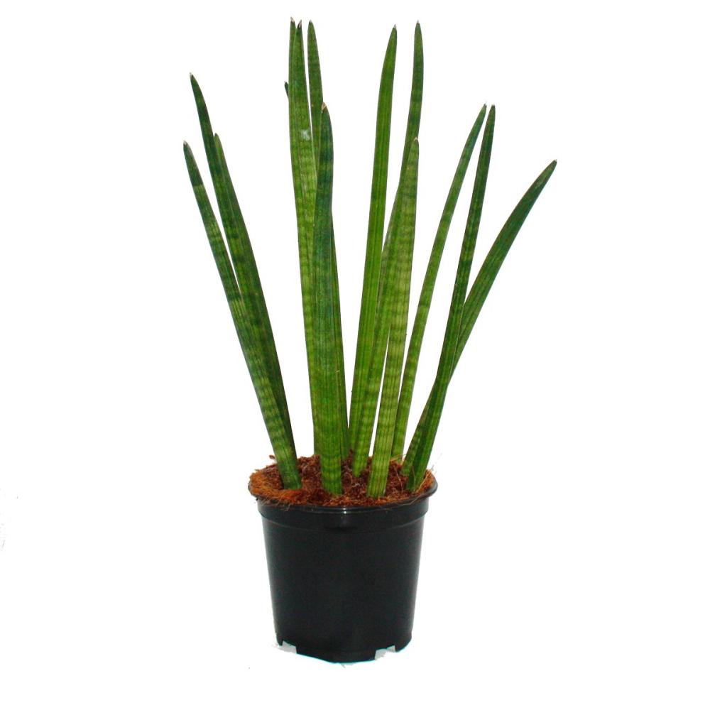 stylish plant in 10.5cm pot Sansevieria cylindrica