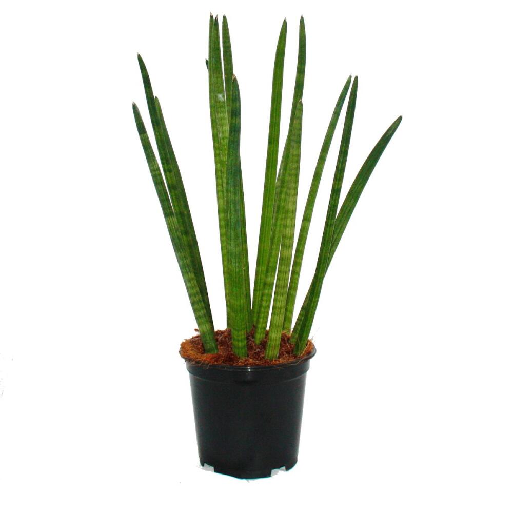 ackerbohne saatgut Ackerbohne Saatgut 200 g – Gründüngung für 10–12 m² – Gardenox-Natur