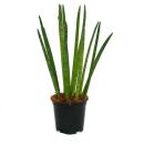 Sansevieria cylindrica - Solitaire - Plante solitaire -...