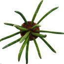 Sansevieria cylindrica - Solitaire - Plante solitaire -...