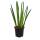 Sansevieria cylindrica - Solitaire - Plante solitaire - pot 19cm