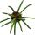 Sansevieria cylindrica - Solit&auml;r-Pflanze - 19cm Topf