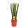 Sansevieria cylindrica - Solit&auml;r-Pflanze - 19cm Topf