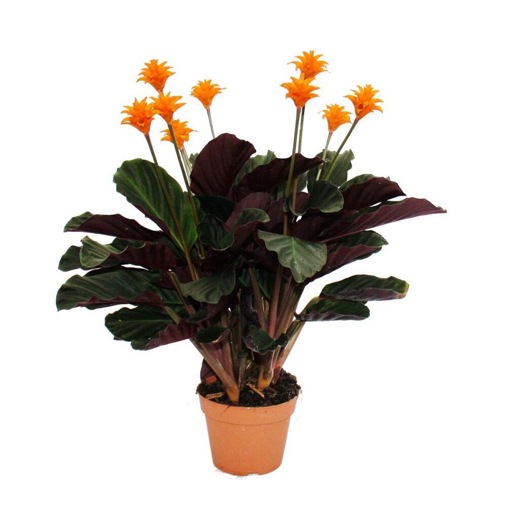 begonia maculata variegata Begonia Maculata Variegated – AroidHouse main image 0