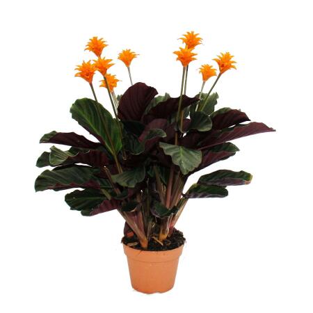 Schattenpflanze mit leuchtenden Blüten - Calathea crocata - 14cm Topf