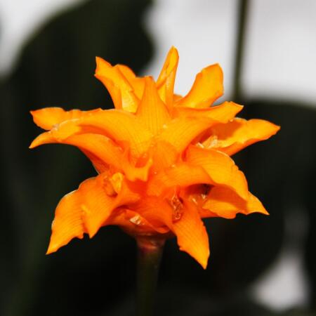 Schattenpflanze mit leutenden Blten - Calathea crocata - 14cm Topf