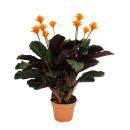 Schattenpflanze mit leuchtenden Blüten - Calathea...