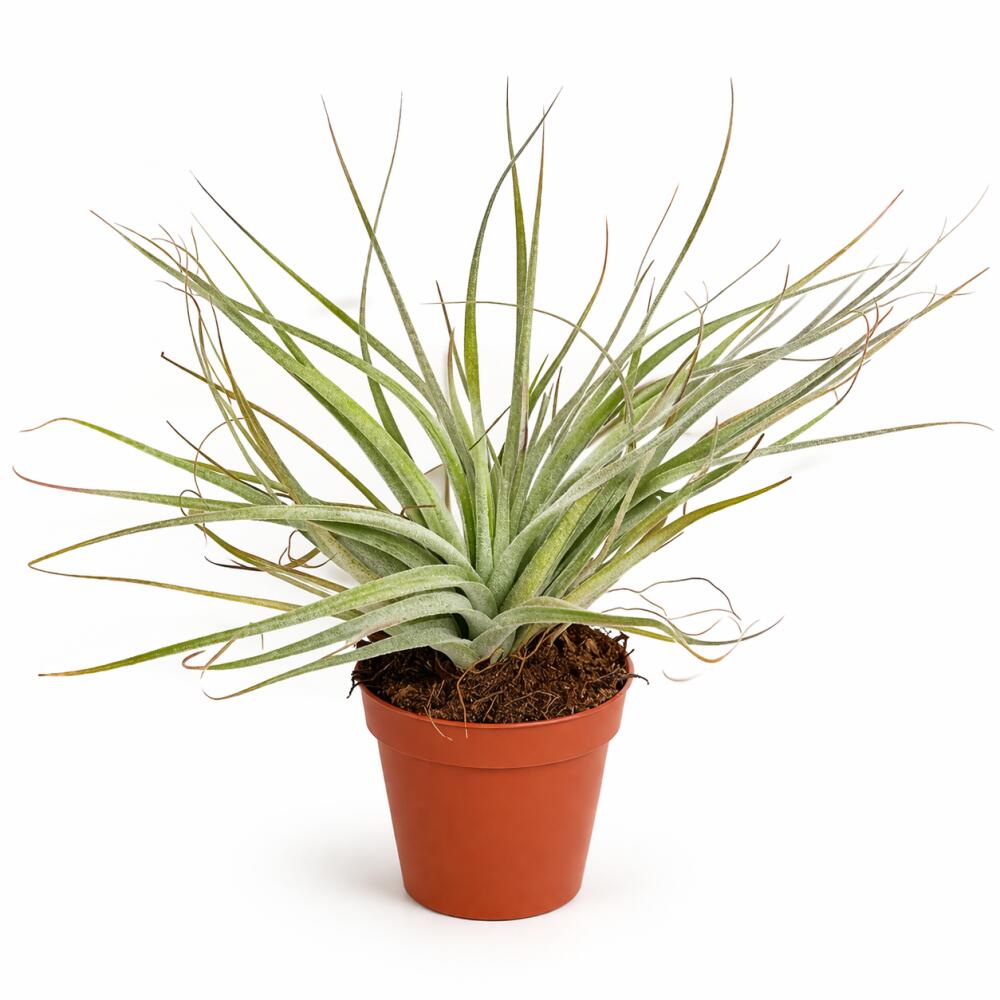 tillandsia-cotton-candy-55cm-
