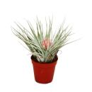 Tillandsia "Cotton Candy" - 5,5cm Topf - mit...