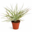 Tillandsia "Cotton Candy" - 5,5cm pot - with...
