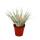 Tillandsia "Cotton Candy" - 5,5cm Topf