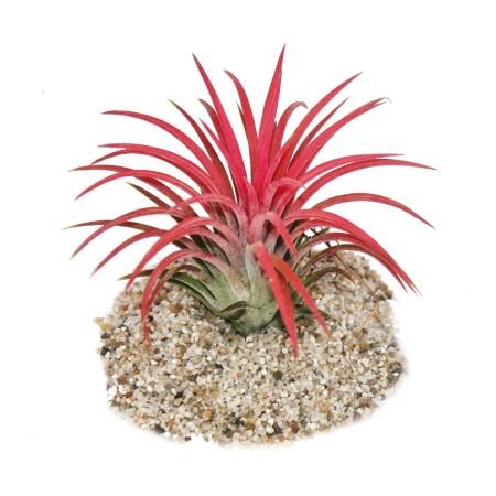 Tillandsia ionantha "Fire" - couleur rouge intense