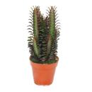 Euphorbia trigona rubra - plante de taille moyenne en pot...