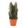 Euphorbia trigona rubra - medium-sized plant in a 12cm pot