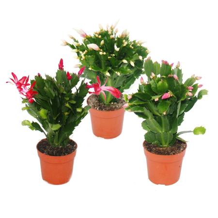 Weihnachtskaktus - Schlumbergera - Set mit 3 Pflanzen