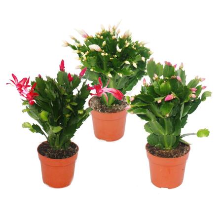 Weihnachtskaktus - Schlumbergera - Set mit 3 Pflanzen