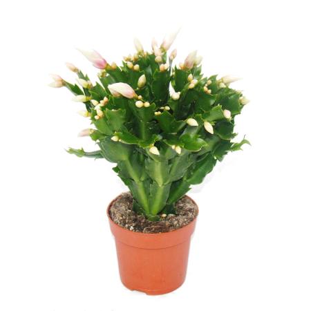 Schlumbergera Christmas Cactus Set of 3 plants