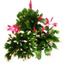 Cactus de Noël - Schlumbergera - Set de 3 plantes