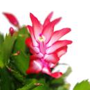 Weihnachtskaktus - Schlumbergera - Set mit 3 Pflanzen