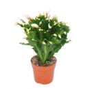 Weihnachtskaktus - Schlumbergera - Set mit 3 Pflanzen