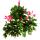 Weihnachtskaktus - Schlumbergera - Set mit 3 Pflanzen